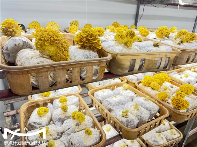 沸点计划发布“山海供应链”战略：投建十大生态基地，护航万店扩张