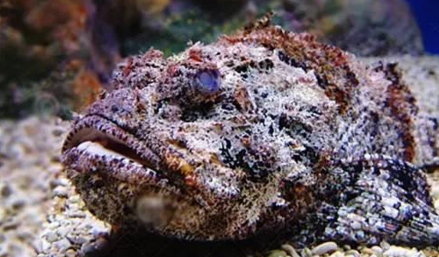 知识库｜如何处理、烹饪世界最毒的海鱼？|餐饮界