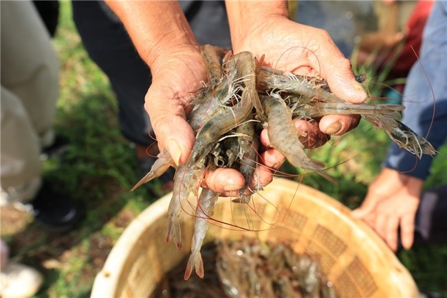布局产业生态 锅圈“单厂单品”模式助北海虾滑实力出圈