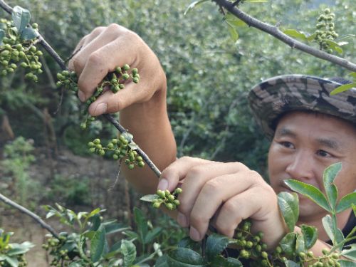 一颗青花椒的“顶流”之路：从深山枝头到半天妖销量榜首的风味旅程|餐饮界